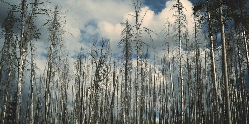 创意数码新革命：如何用99小工具实现社交媒体一键多平台发布与智能排期