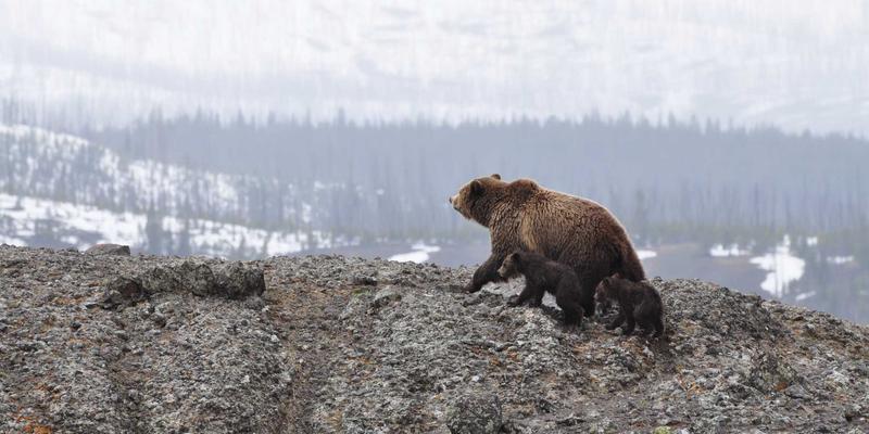 用99小工具构建智能知识库：科技潮品如何重塑信息管理