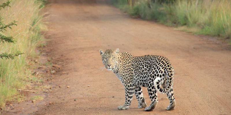 科技潮品新玩法：用99小工具可视化编程，小白也能搭建自动化任务